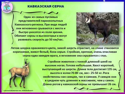 Стадо некогда исчезающих видов животных попало на камеры в Азербайджане -  29.03.2022, Sputnik Азербайджан