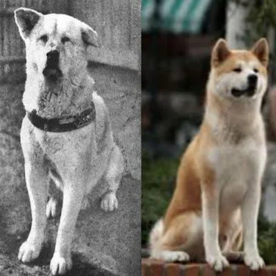 Реальная история верного пса Хатико: Ждал хозяина на станции девять лет, а  его лай транслировали по радио на всю Японию - KP.RU