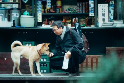 Фильм «Хатико: Самый верный друг» вышел в широкий прокат - Знаменательное  событие
