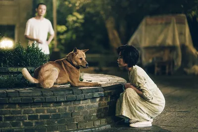 Хатико» возглавил рейтинг лучших фильмов о собаках – КАК ПОТРАТИТЬ