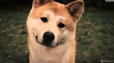 Настоящая история пса, которая легла в основу фильма «Хатико» (И была еще  трогательнее, чем кино) / AdMe