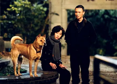 История из фильма «Хатико: Самый верный друг» повторяется в Чэнду (5)
