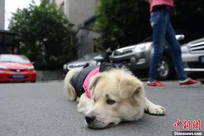 Фильм дня. \"Хатико: Верный друг\" — невероятно трогательная история о верной  собаке - 24 Канал