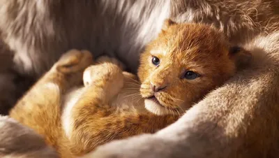 Король Лев / The Lion King (2019, фильм) - «☆ Новый \"Король Лев\"! Создатели  фильма явно постарались над графикой ☆» | отзывы