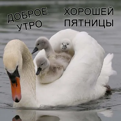 ДОБРОЕ УТРО! ~ Gif-анимация