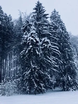 Репетиция зимы: ТОП-10 фотографий снежной сказки | 31.10.22 | Яркуб