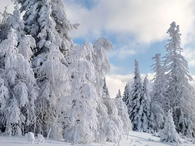 Лучшие зимние сказки - топ-10 книг сказок на зиму от Республики