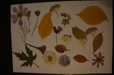 Цветы в вазе из листьев и шишек | Простые осенние поделки, Осенние поделки,  Детские осенние поделки