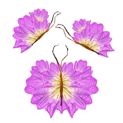 Рамка, сделанная из фиолетовых и розовых сухих листьев и лепестков филиалов  цветов на белом фоне Стоковое Изображение - изображение насчитывающей  состав, листья: 176160271