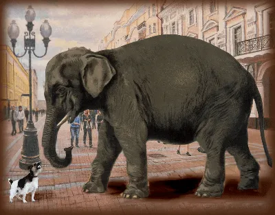 The Elephant and the Moss. Fable by I.A. Krylov. Poem - YouTube