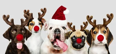 встречает новый год - год собаки Stock Photo | Adobe Stock