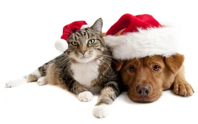 5 причин не дарить собаку на Новый год — Dogue.blog