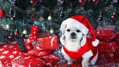 Фотографии Бордер-колли Кошки Собаки Рождество Шапки Шарики Животные