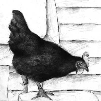 Черная курица иллюстрации - 68 фото