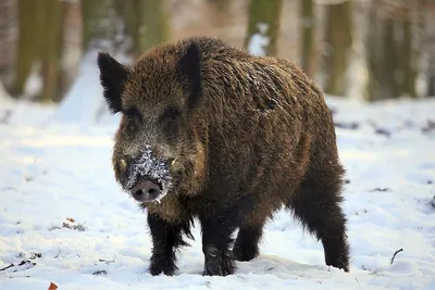8 отличий кабана от домашней свиньи | Приключения натуралиста | Дзен