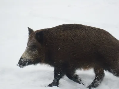 Чем домашняя свинья отличается от дикого кабана? | Пикабу