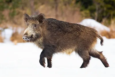 Кабан: 10 особенностей из жизни дикой свиньи, которые могут удивить  начинающего зоолога | Приключения натуралиста | Дзен