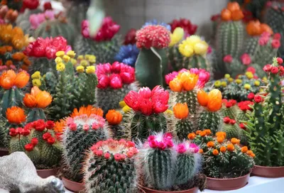 20 комнатных кактусов и суккулентов с поразительно красивым цветением. Уход  в домашних условиях. Фото — Ботаничка