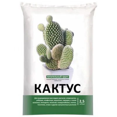 Заказать Комнатное растение «Кактус» за 300 руб. в городе Первоуральске -  «Мастер и Маргаритка»