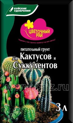 Колючая красота: кактусы