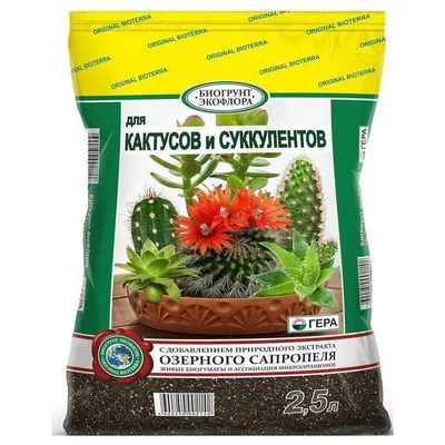 Набор кактусов - купить в Москве: интернет-магазин