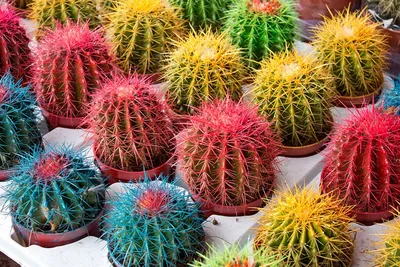 Грунт питательный \"Цветочный рай\" для кактусов и суккулентов |  Интернет-магазин «Буйские удобрения»