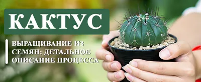 Комнатное растение \"Кактус\" купить по низкой цене | \"Кактус\" в  интернет-магазине kashpo.store