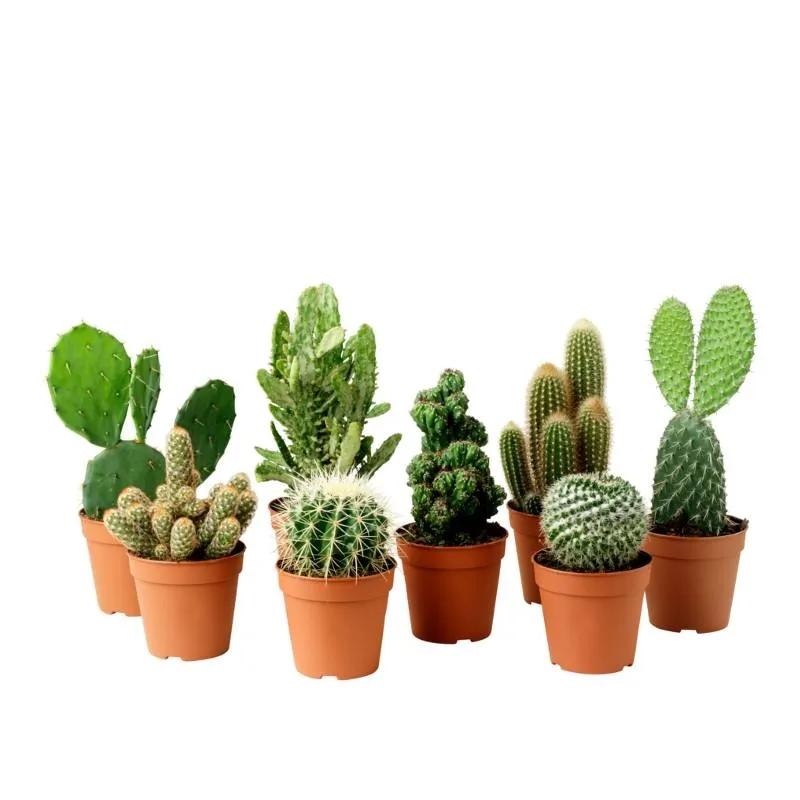 Cactaceae Кактус икеа