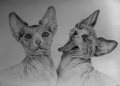 Кошки. Рисунок карандашом | Пикабу