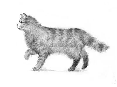 Как нарисовать кошку в движении карандашом поэтапно | Кошки, Млекопитающие,  Рисунки