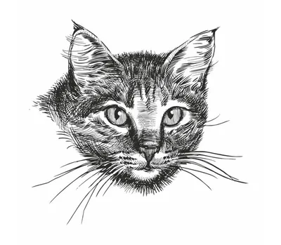Кошка - рисунок карандашом ilustração do Stock | Adobe Stock