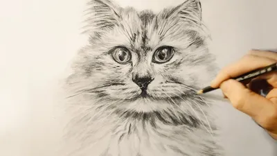 Как нарисовать кошку карандашом на бумаге.How to draw a cat pencil on paper  - YouTube