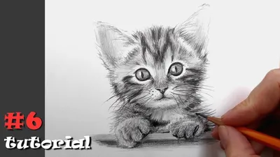 Как нарисовать кота карандашом - подробный обучающий урок. | Рисунки  животных, Рисование, Уроки рисования