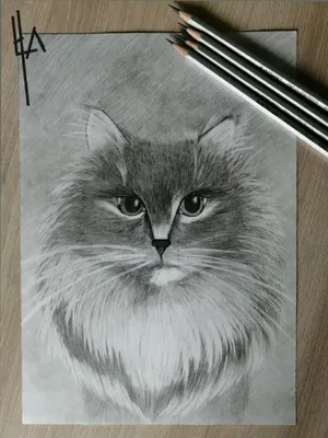 Рисунок кота поэтапно карандашом - 69 фото