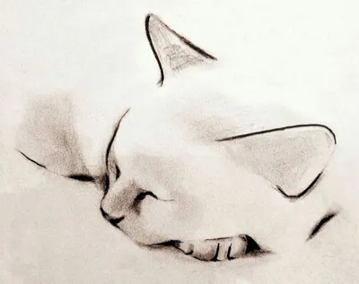 Как нарисовать портрет кошки корниш-рекс карандашом поэтапно