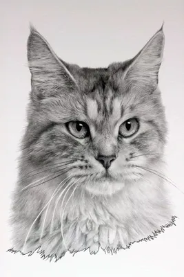 Рисунок кошки карандашом. Картинки кошки простым карандашом. | Animal  drawings, Realistic cat drawing, Cat art