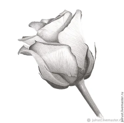 Картина Роза, рисунок розы серый белый графика карандаш в интернет-магазине  Ярмарка Мастеров по цене 4500 ₽ – 5U26PBY | Картины, Москва - доставка по  России