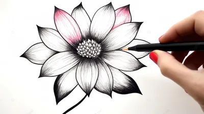 женщина рисует цветок черной ручкой и розовым карандашом, легко нарисовать  цветочную картинку, легкая эстетическая картинка для рисования, легко  рисовать крутые картинки фон картинки и Фото для бесплатной загрузки