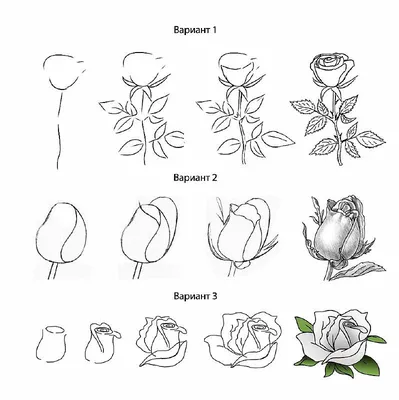 ВКонтакте | ВКонтакте | Flower drawing, Roses drawing, Flower drawing  tutorials