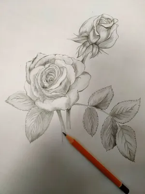 Рисованная Роза, заказать рисунок розы карандашом.