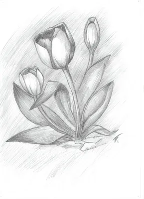 Рисунок карандашом для срисовки цветок - 59 фото