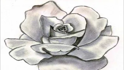 Цветок в горшке рисунок карандашом - 58 фото