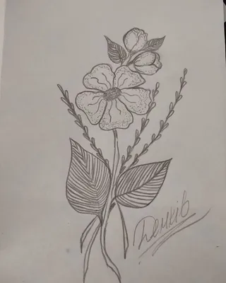 Рисунки карандашом цветы и растения - 59 фото