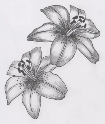 Рисунки для срисовки цветы - 67 фото