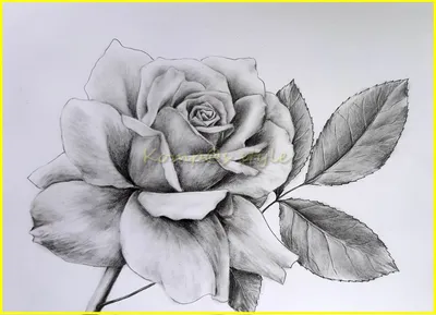 Сюжет картины карандашом изображения картины изображения покраски  черно-белые рисование цветы тюльпанов Иллюстрация штока - иллюстрации  насчитывающей карандаш, тюльпан: 174104231
