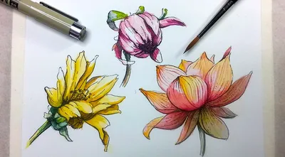 Рука иллюстрации цветов ромашки нарисованная Graphit карандашом Иллюстрация  штока - иллюстрации насчитывающей украшение, иллюстрация: 184326557