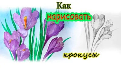 Рисунок розы простым карандашом | Пикабу