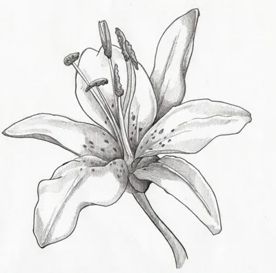 нарисованные цветы карандашом - Поиск в Google | Lilies drawing, Flower  drawing, Drawings