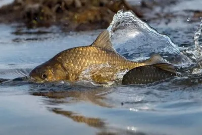 Рыбалка на карася летом на поплавочную удочку | AZOR-FISH.RU