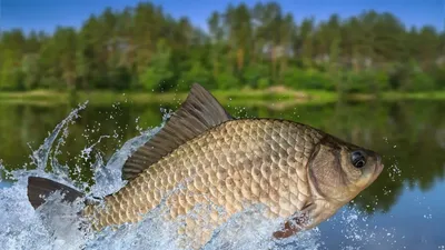 Ловля карася - Карась - Большой окунь - Сайт о рыбалке